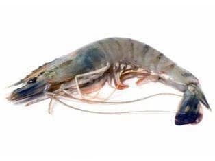 Freshwater shrimp nutrition