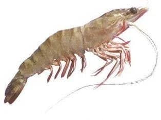 Marine shrimp nutrition