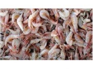 Small Shrimp nutrition
