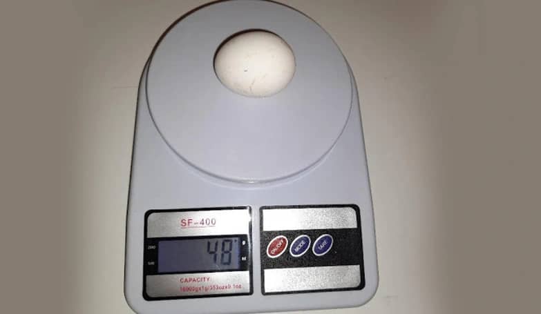 Weight of White egg