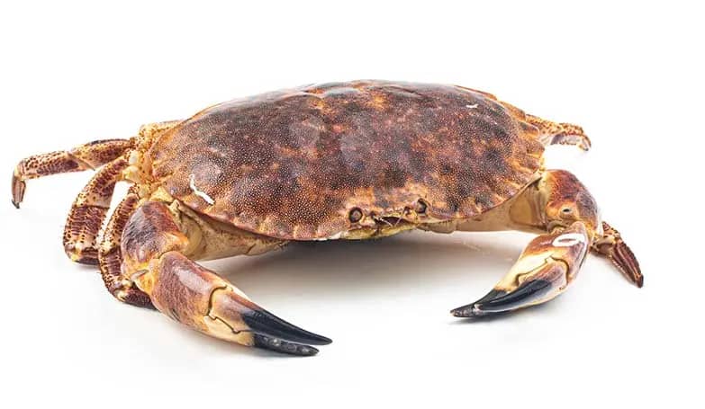 Mud crab (Marin shellfish)