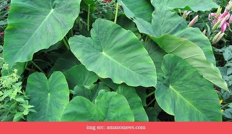 Colocasia leaves, green (Green leafy vegetables)
