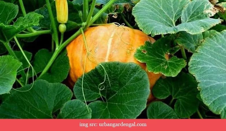 Pumpkin leaves, tender (Green leafy vegetables)