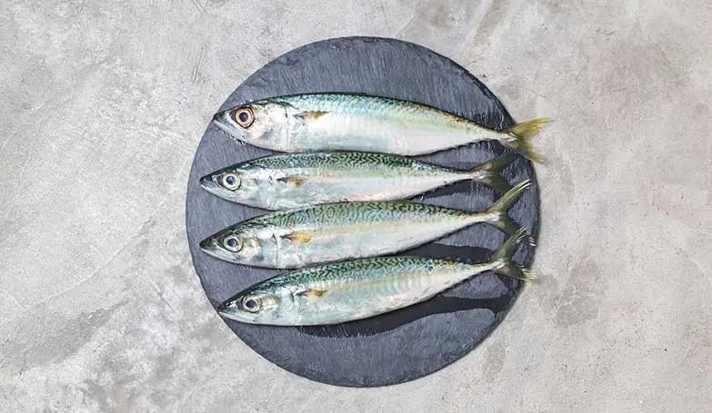 Anchovy (Marin fish)
