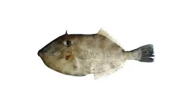 Chappal (Marin fish)