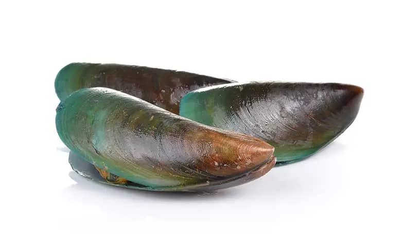 Clam, green shell (Marine mollusks)