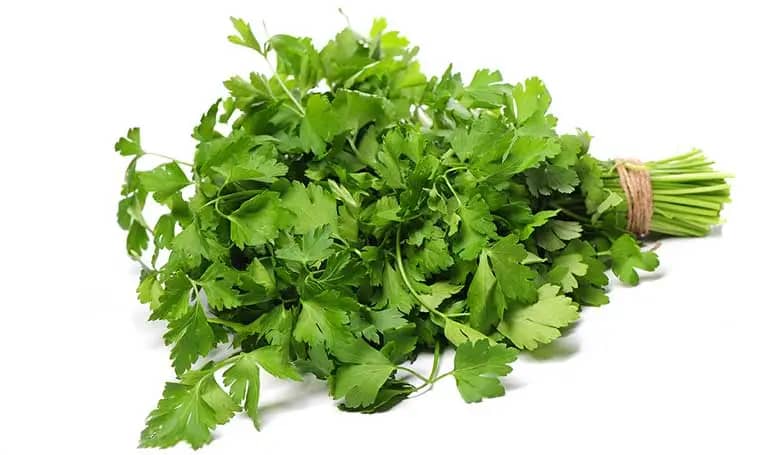 Coriander leaves (Condiments and spices)