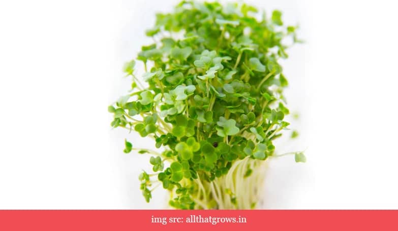 Garden cress (Green leafy vegetables)