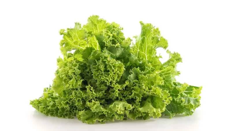 Lettuce (Green leafy vegetables)
