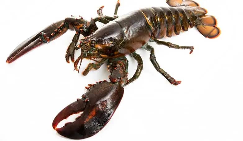Lobster, king size (Marin shellfish)