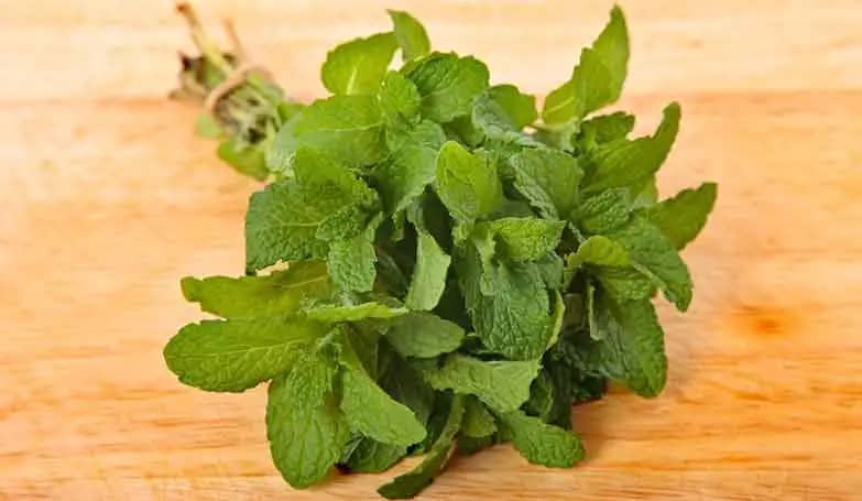 Mint leaves (Condiments and spices)