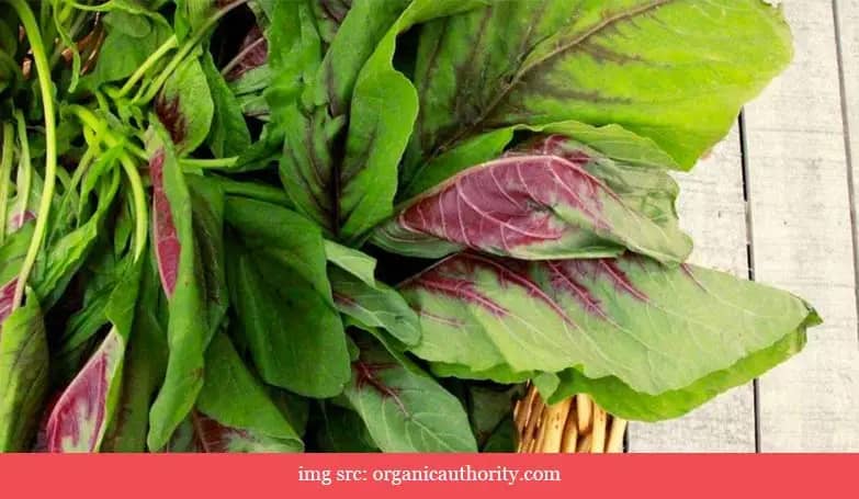 Amaranth spined leaves, red and green mix (Green leafy vegetables)