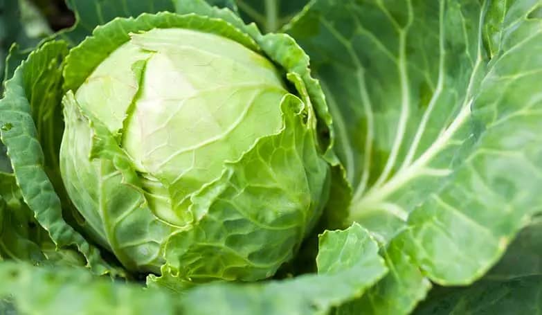 Cabbage green (Green leafy vegetables)