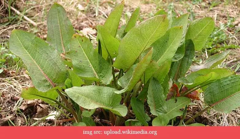 Rumex leaves (Green leafy vegetables)